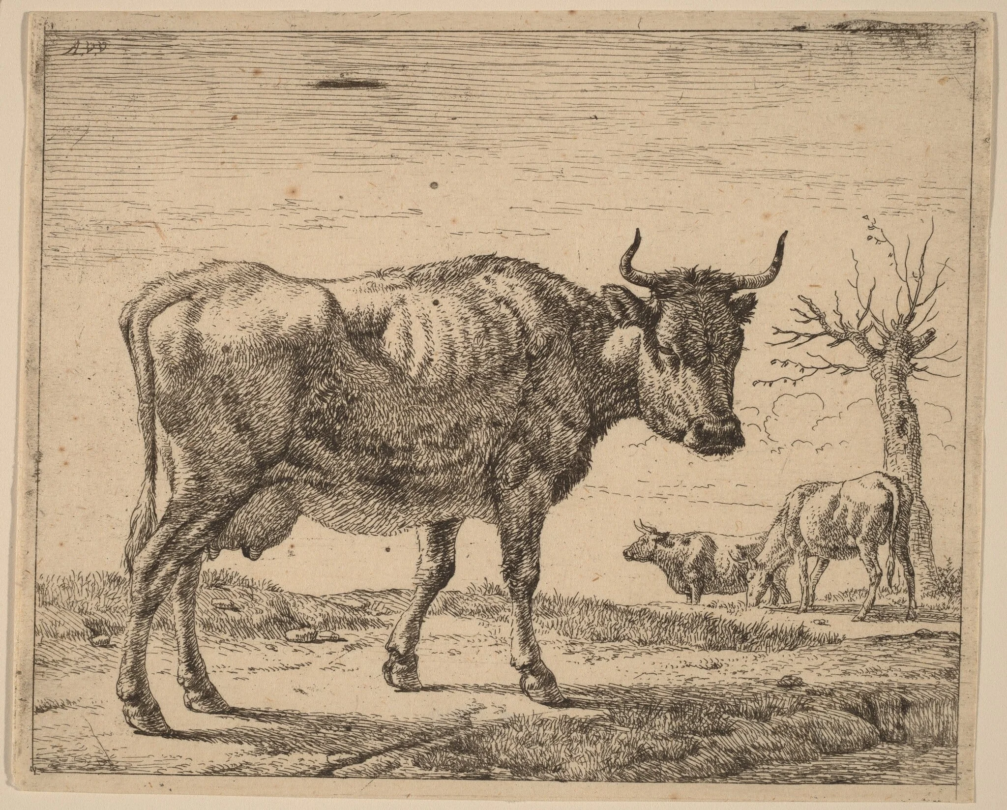 Three Cows, by Adriaen van de Velde, ink, 1658