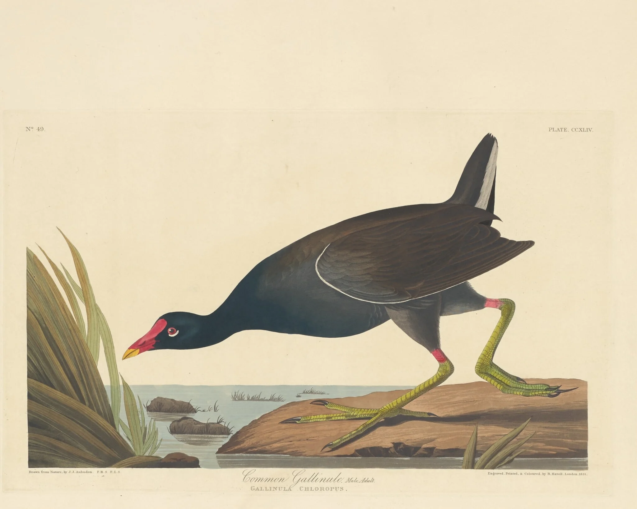 Common Gallinule, by Robert Havell Jr., ink, 1835