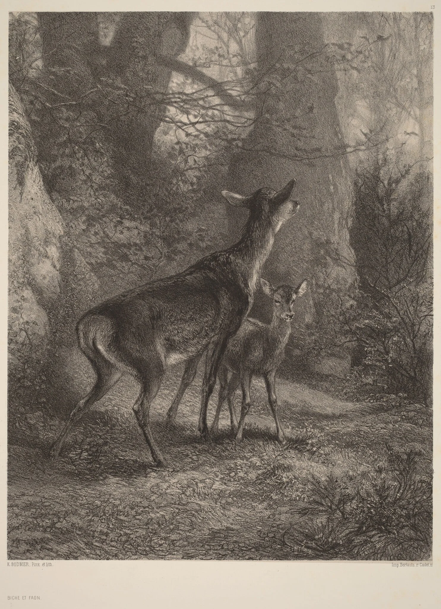 Biche et Faon, by Karl Bodmer, ink, 1851