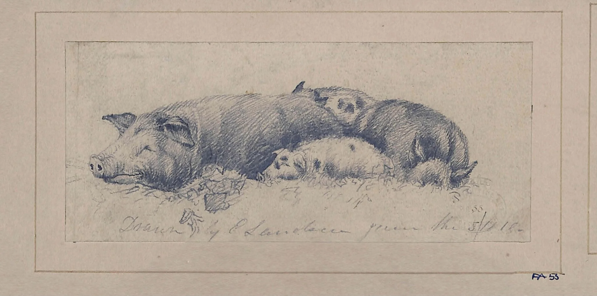 Drawing of pigs