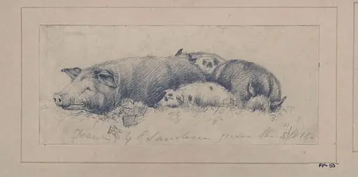 Drawing of pigs