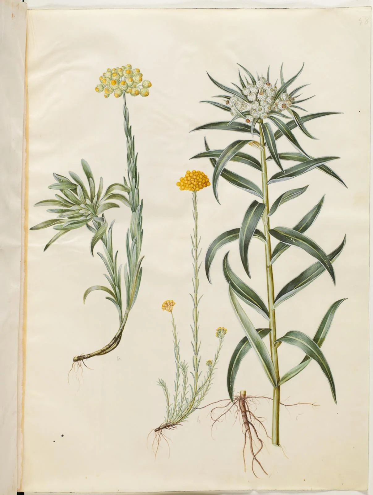 Helichrysum orientale (busk-evighedsblomst); Helichrysum Stoechas (stinkende evighedsblomst); Anaphalis margaritacea (almindelig perlekurv), by Unknown, unspecified, 1654