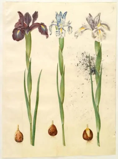 Iris latifolia (engelsk iris)