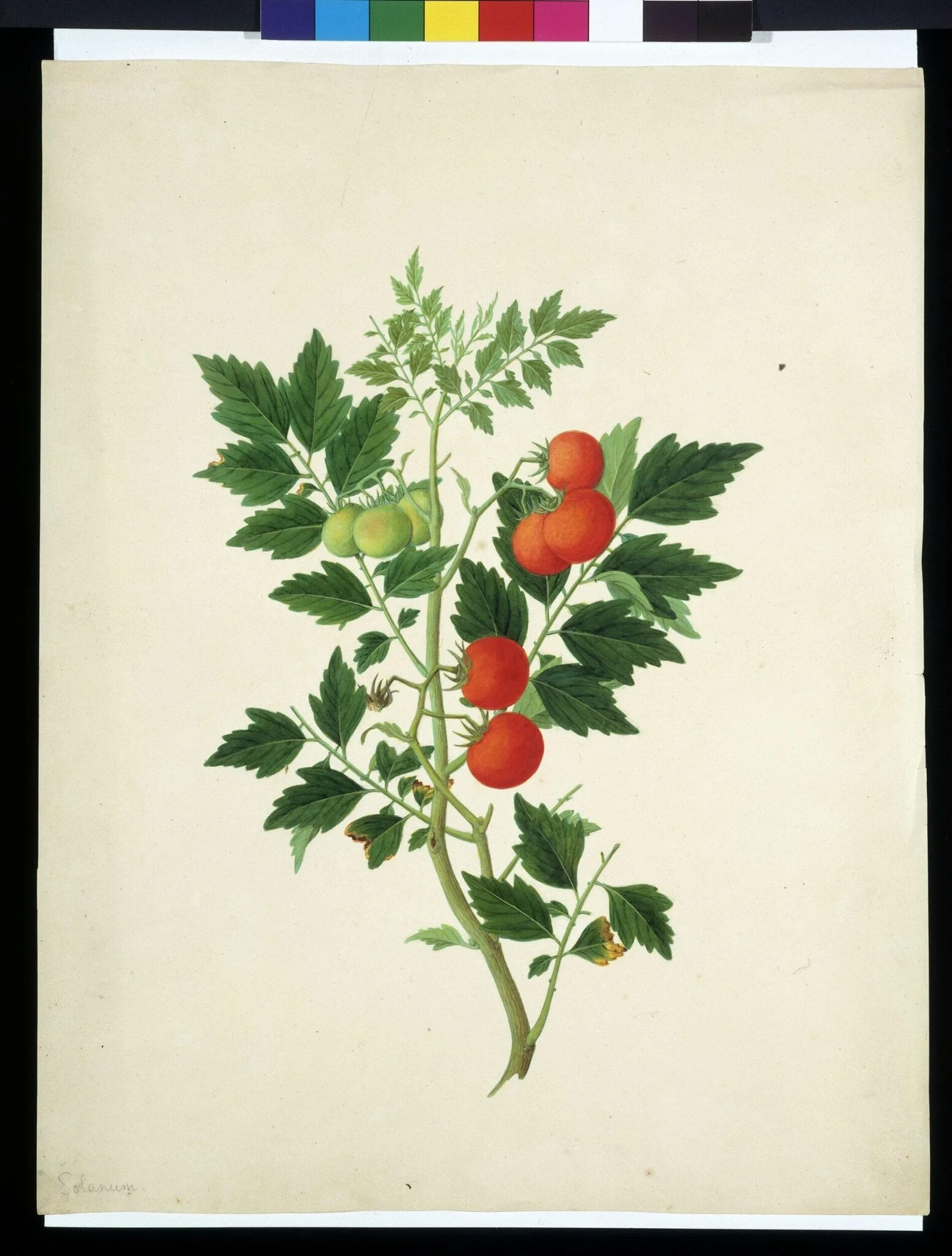 Tomatoes, by Unknown, paint, 1808