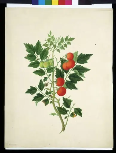 Tomatoes