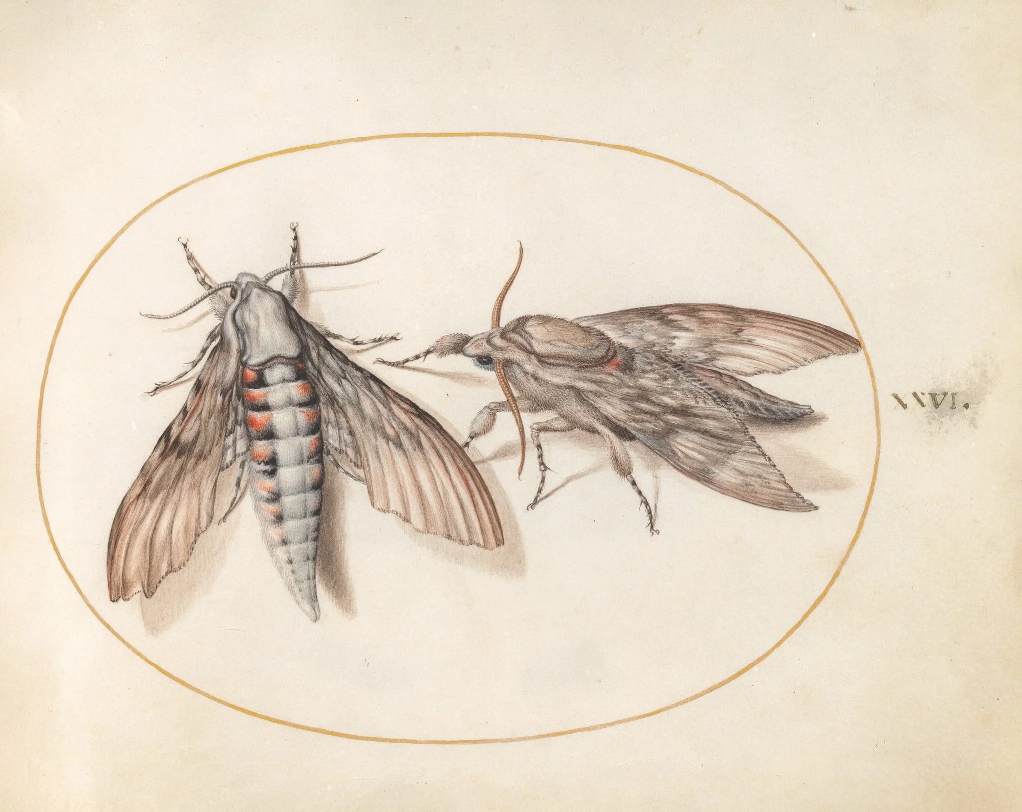 Plate 26: Two Hawk Moths, by Joris Hoefnagel, gouache, 1594