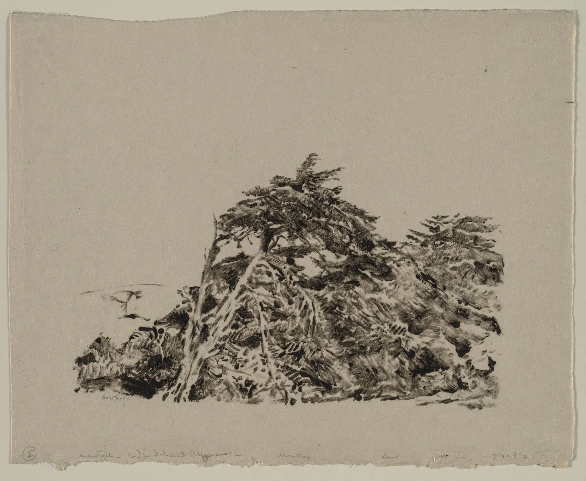 Windbent Cypress, by Ernest Haskell, 1910