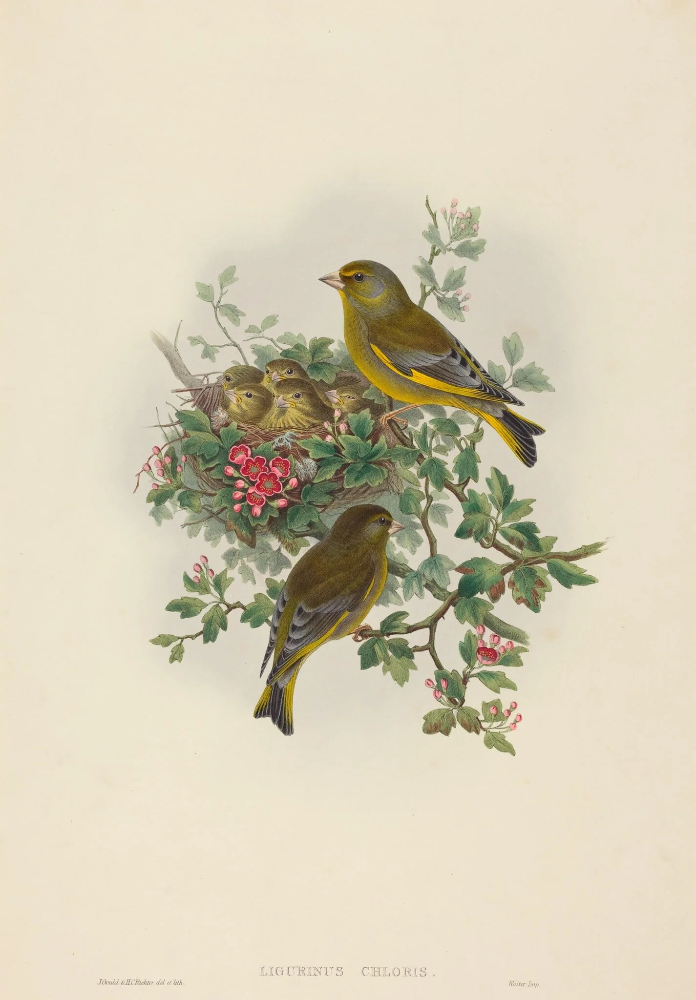 Ligurinus chloris (Greenfinch), by H.C. Richter, ink, 1842