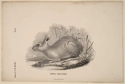 Lepus Palustris
