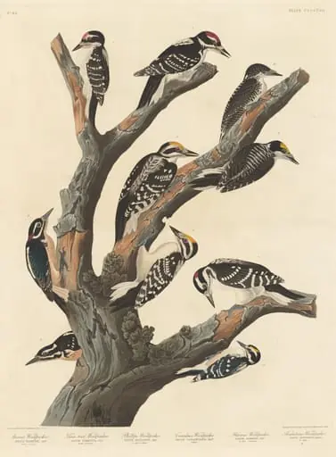 Maria's Woodpecker