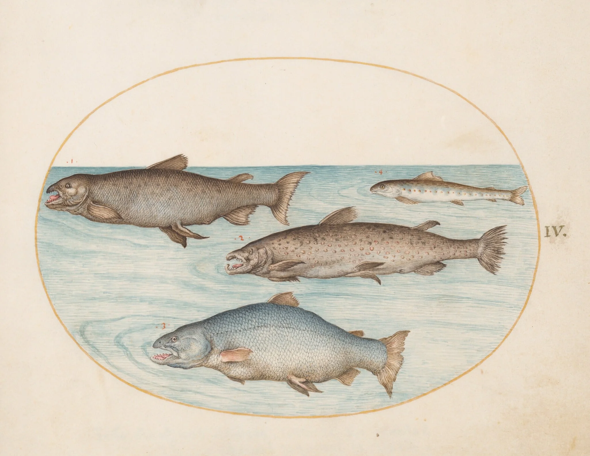 Plate 4: Four Salmon, by Joris Hoefnagel, gouache, 1594