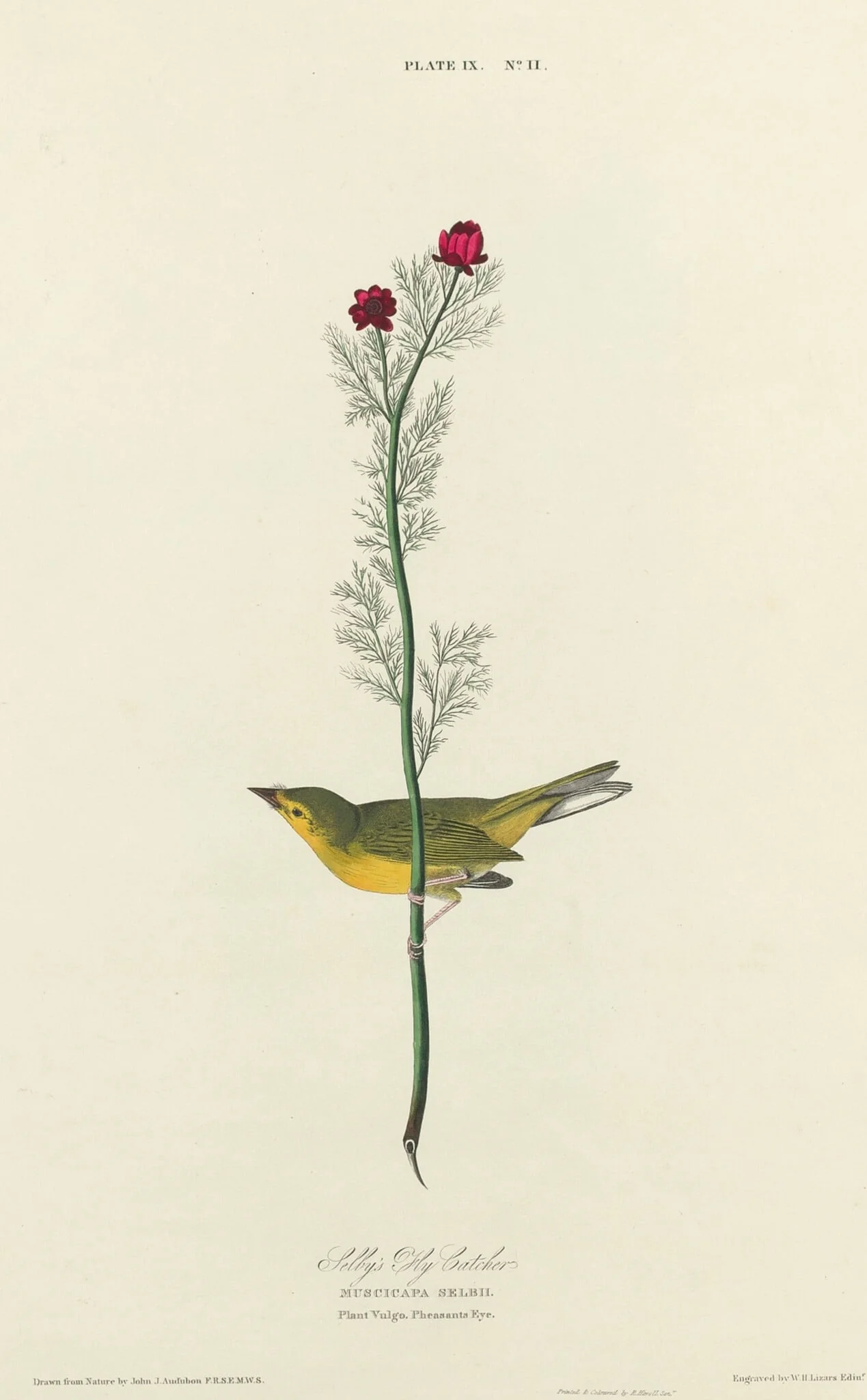 Selby's Flycatcher, by William Home Lizars, ink, 1827