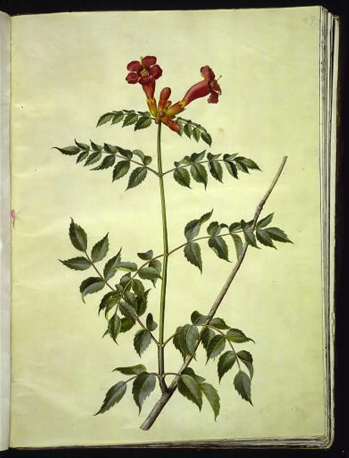 Campsis radicans (almindelig trompetblomst), by Unknown, unspecified, 1654