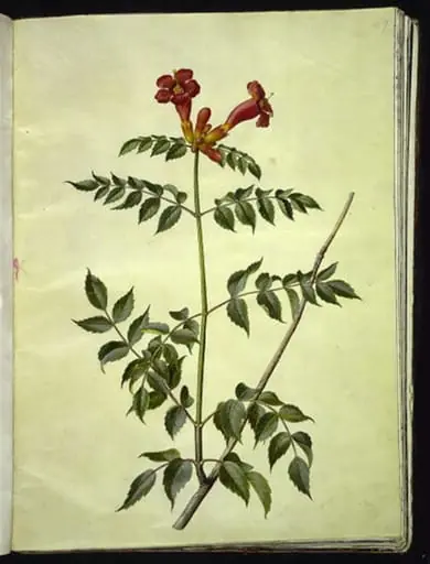 Campsis radicans (almindelig trompetblomst)