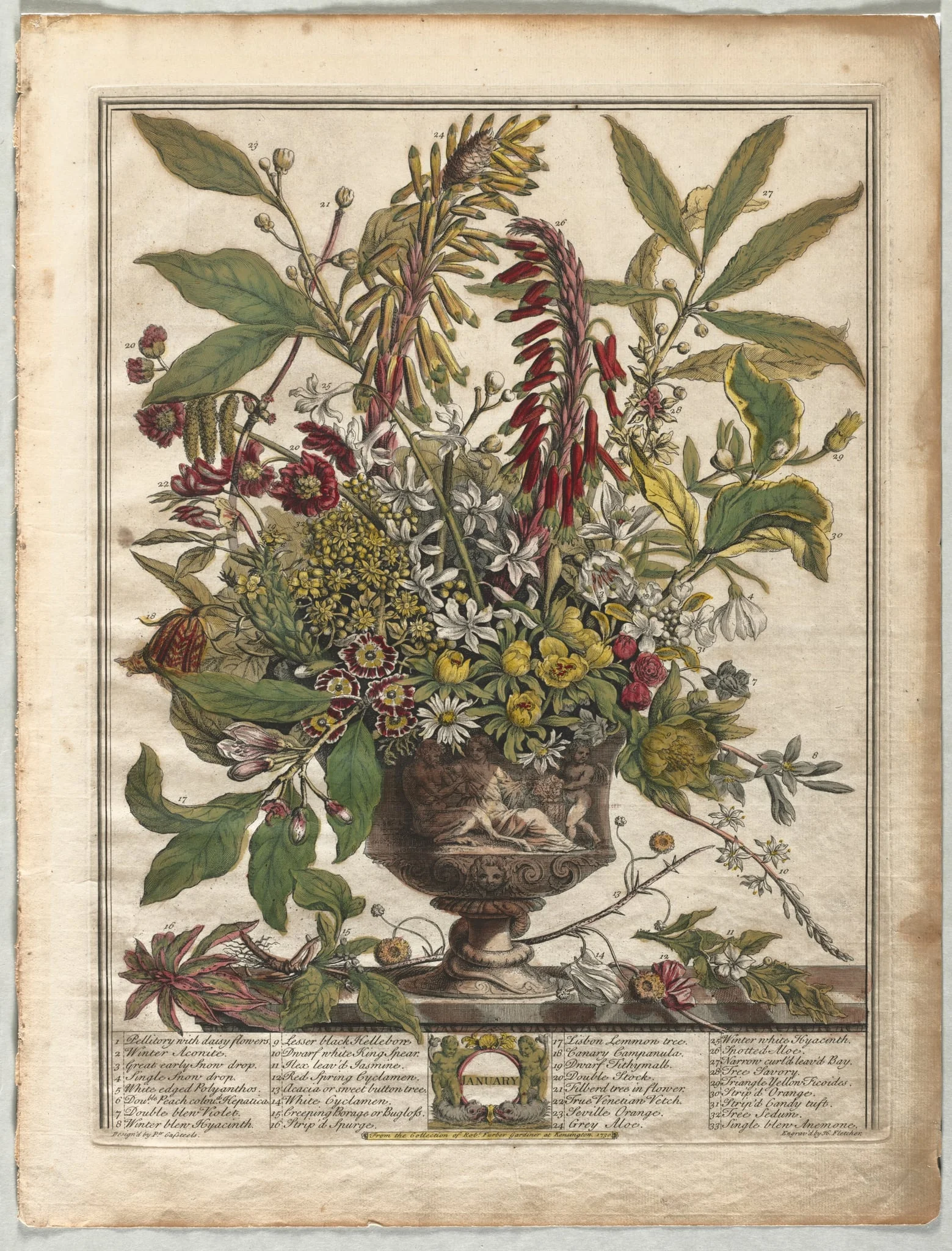 Twelve Months of Flowers:  January, by Henry Fletcher, 1730