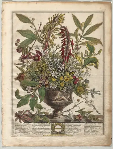 Twelve Months of Flowers:  January
