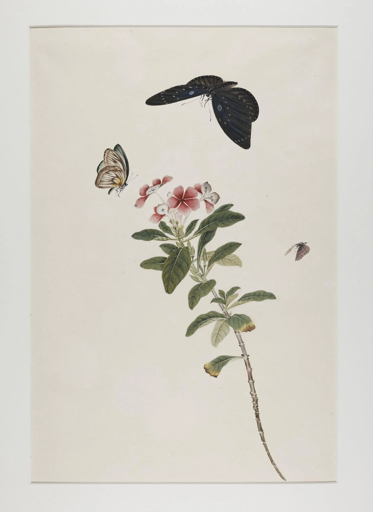 Madagascar periwinkle (catharanthus roseus) and butterflies, by Unknown, paint, 1800