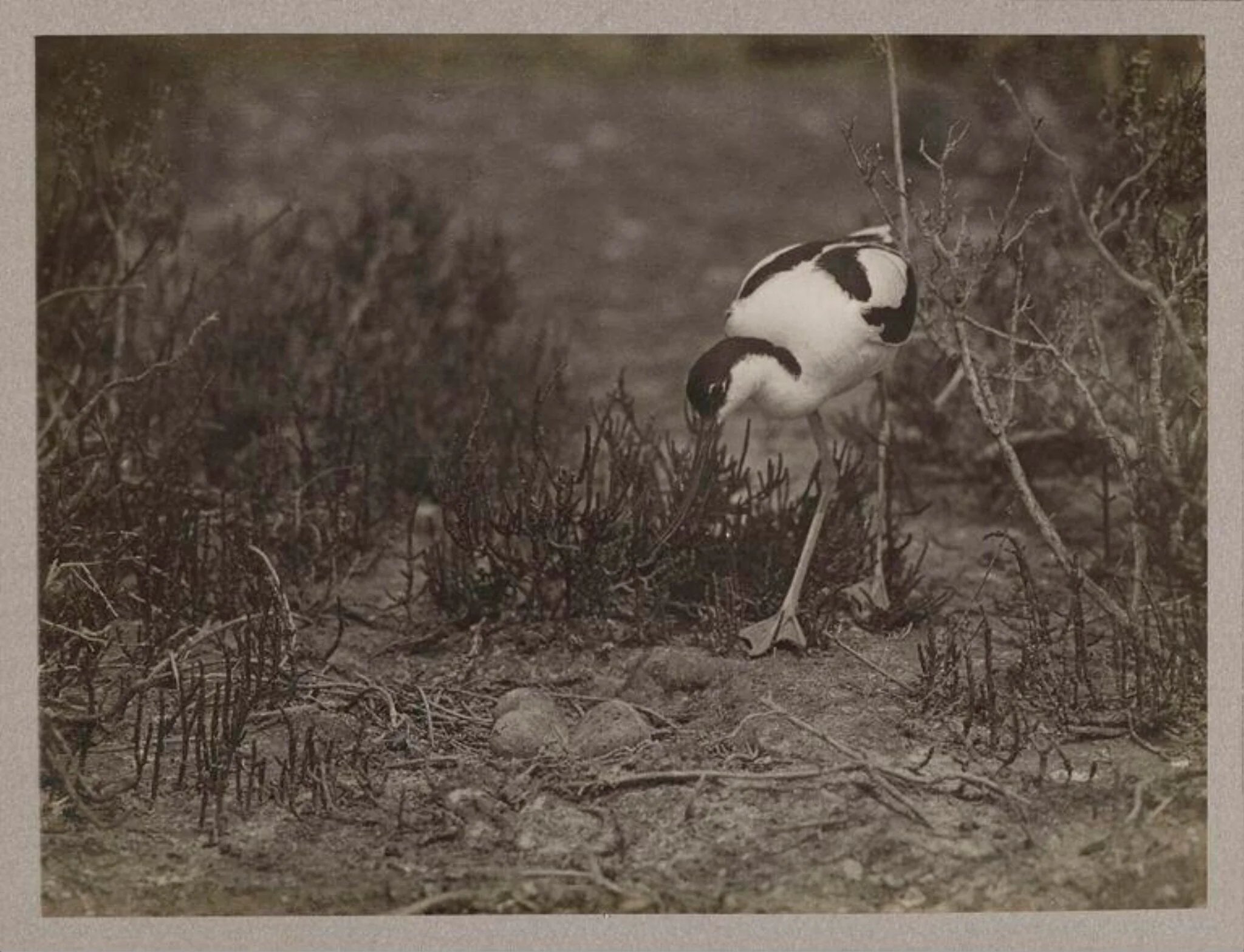 Avocet, by Zoological Photographic Club, photographic