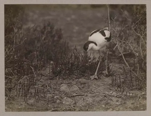 Avocet
