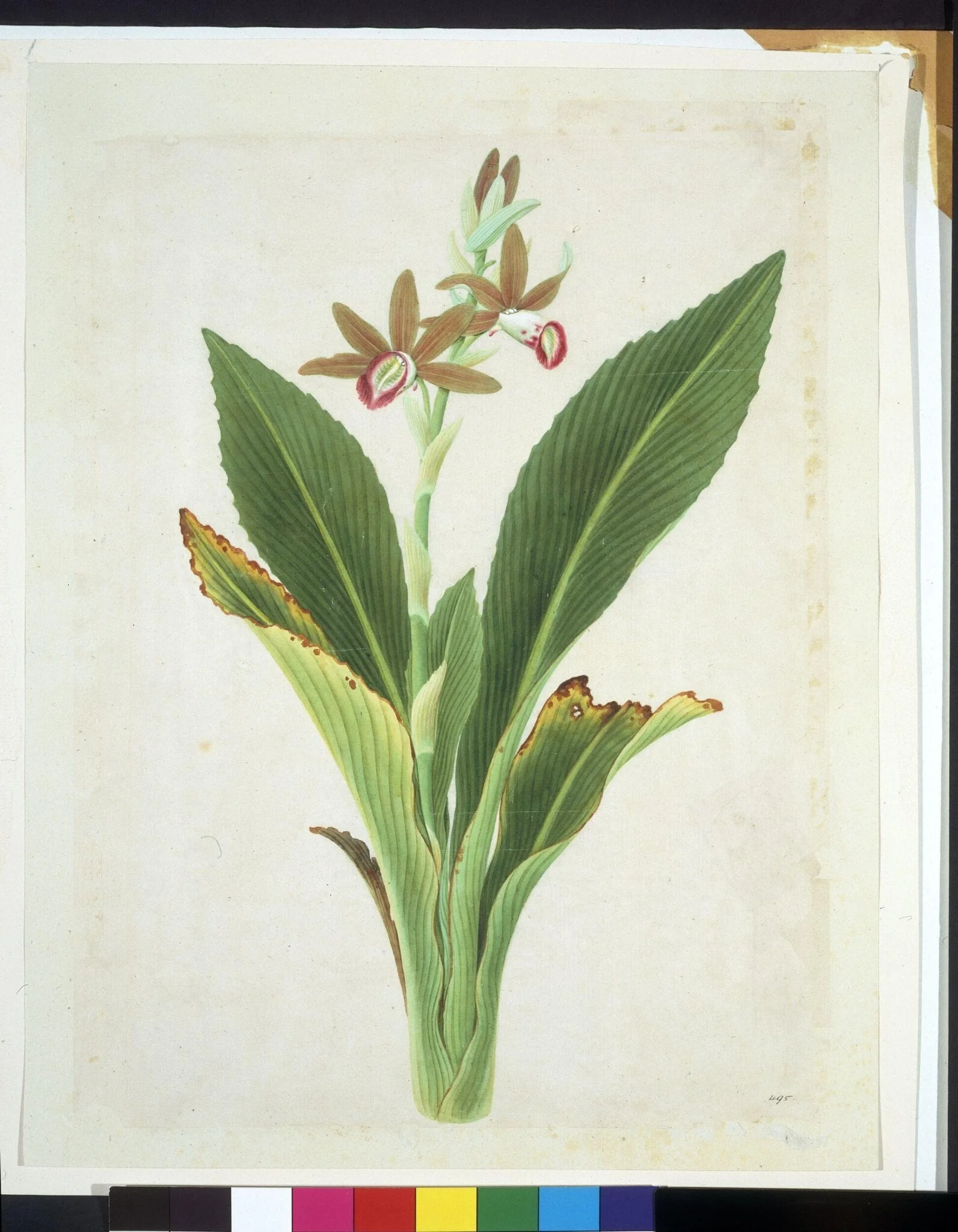 Nun Orchid, by Unknown, paint, 1800
