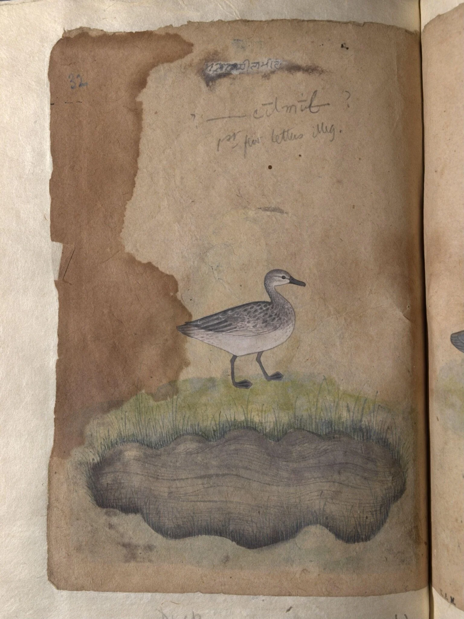 Depictions of an Indian darter and Duck (unidentified) of Northern India, by Unknown, paint, 1820