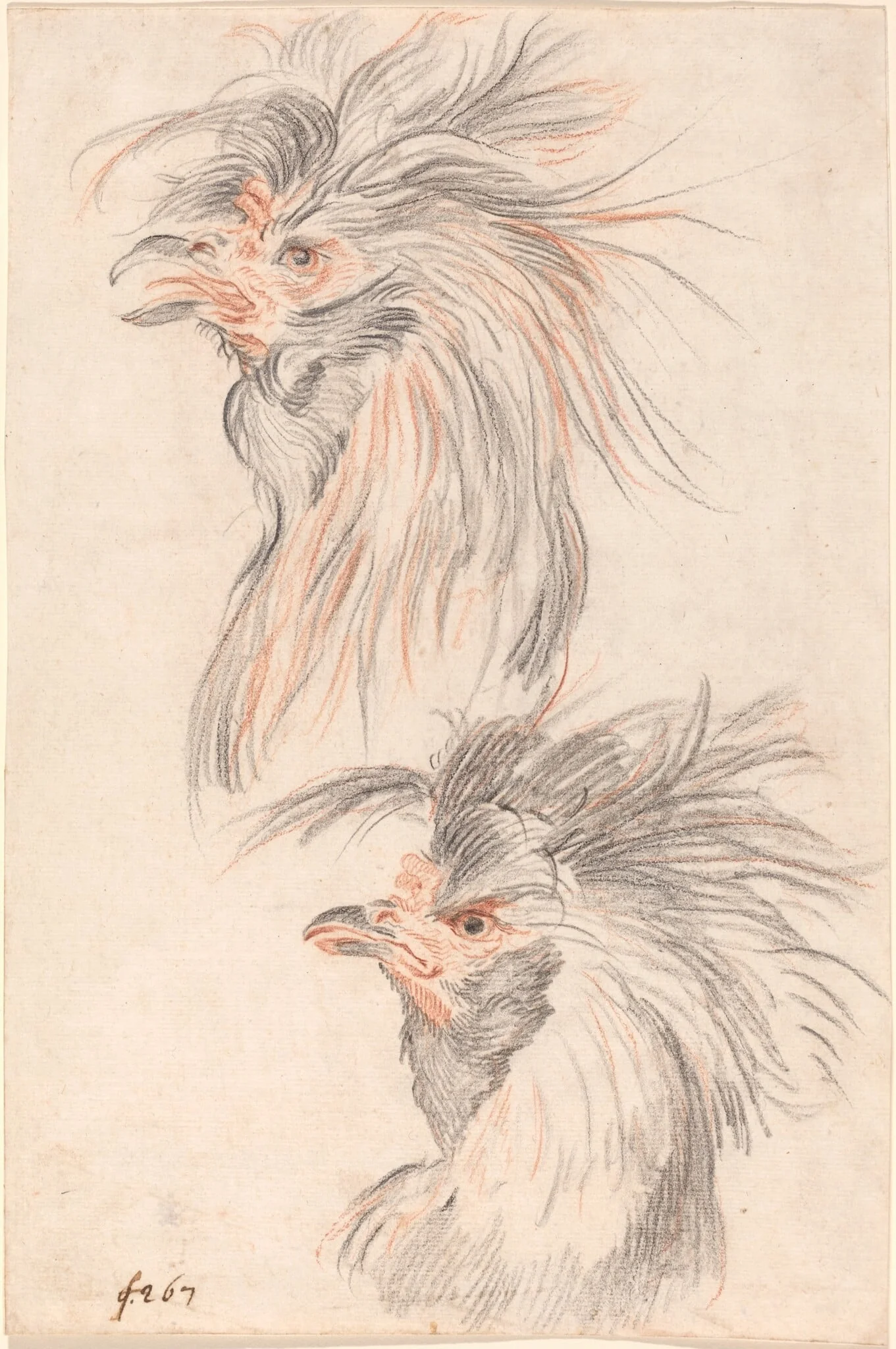 Fighting Cock