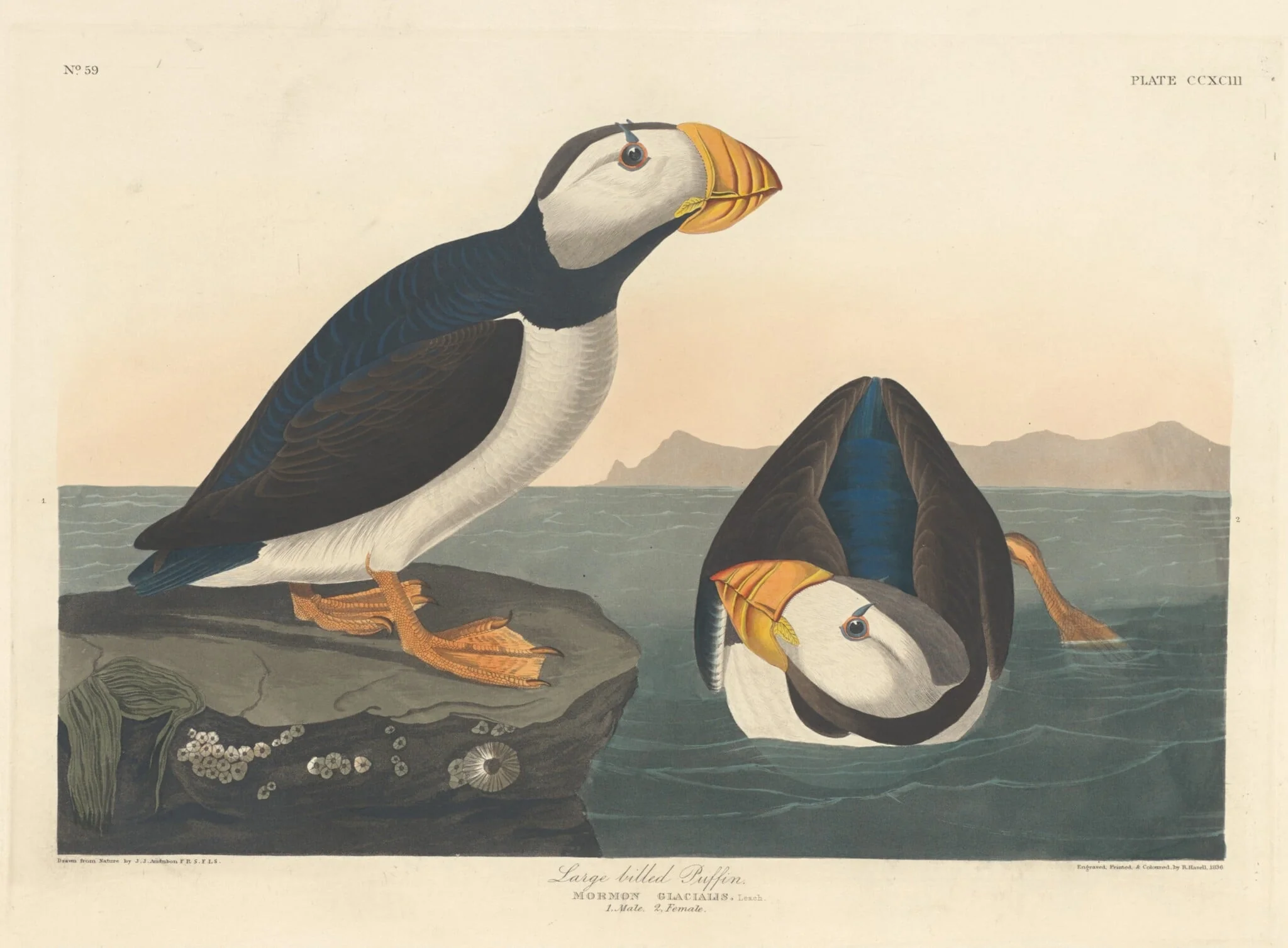 Large-billed Puffin, by Robert Havell Jr., ink, 1836