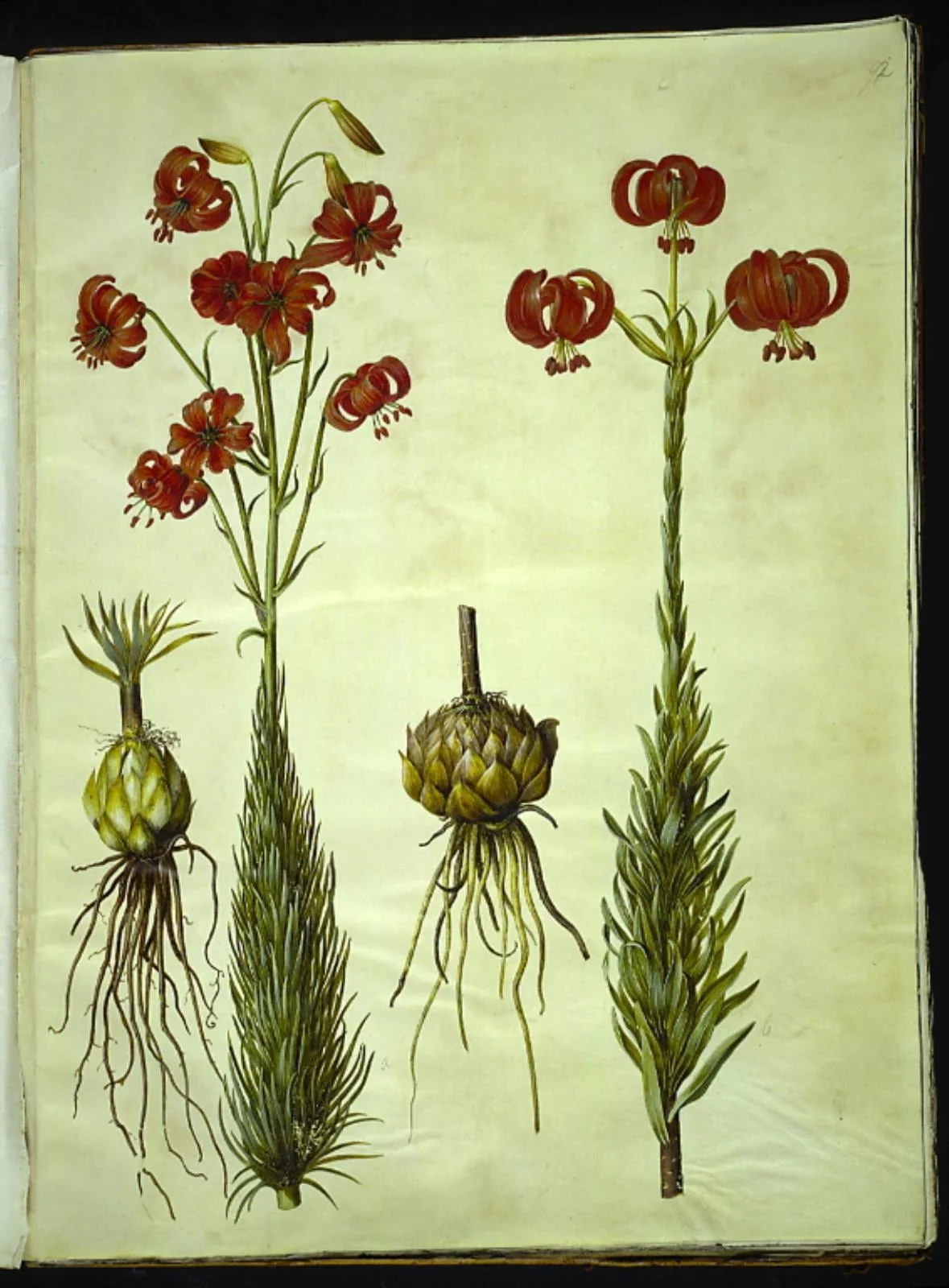 Lilium chalcedonicum (rød turbanlilje), by Unknown, unspecified, 1654