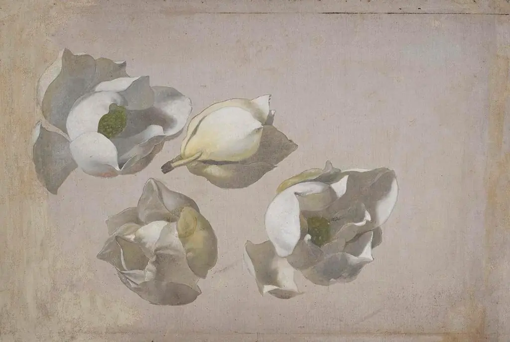 Study of Four Magnolia Blossoms
