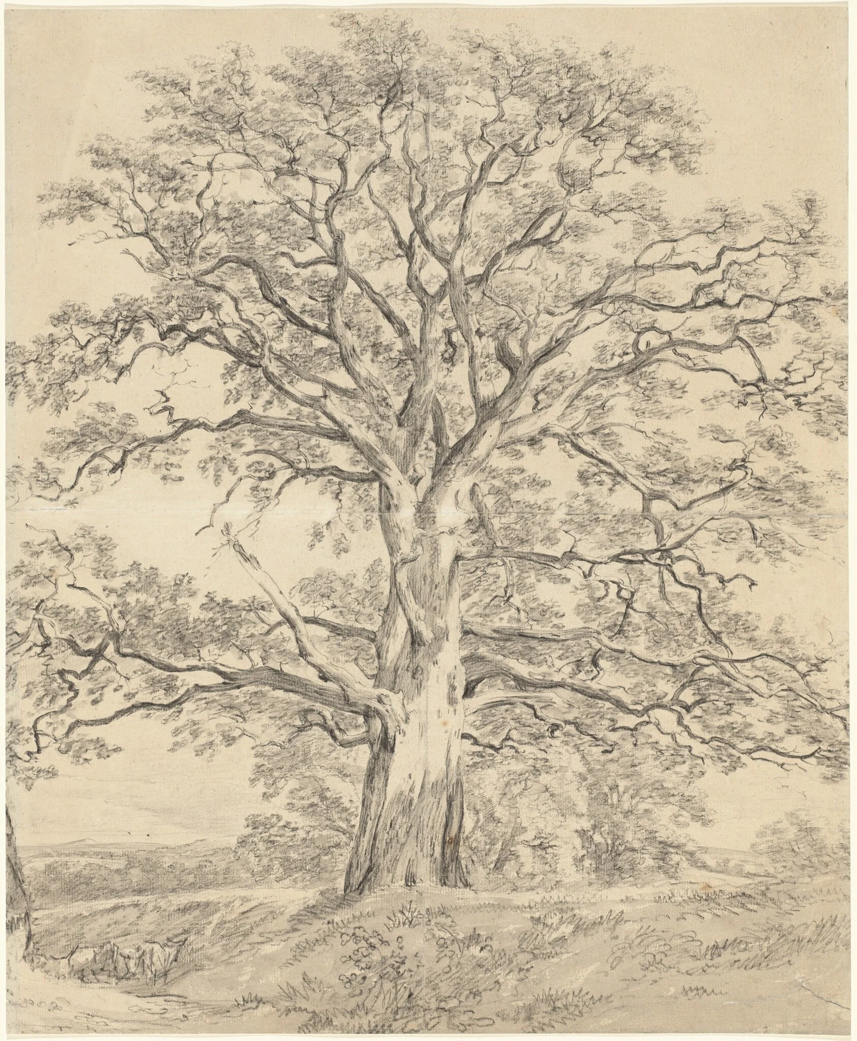 A Great Oak Tree, by John Constable, chalk, 1801