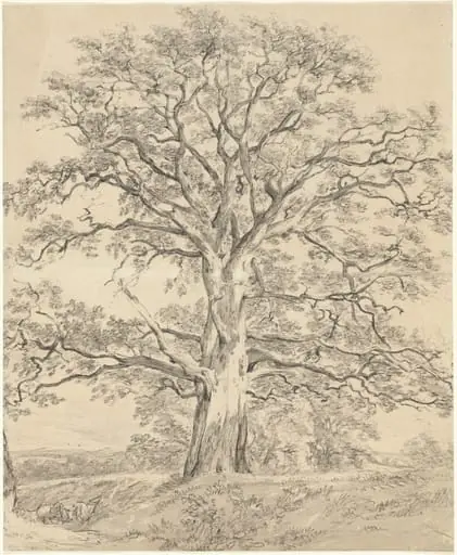 A Great Oak Tree