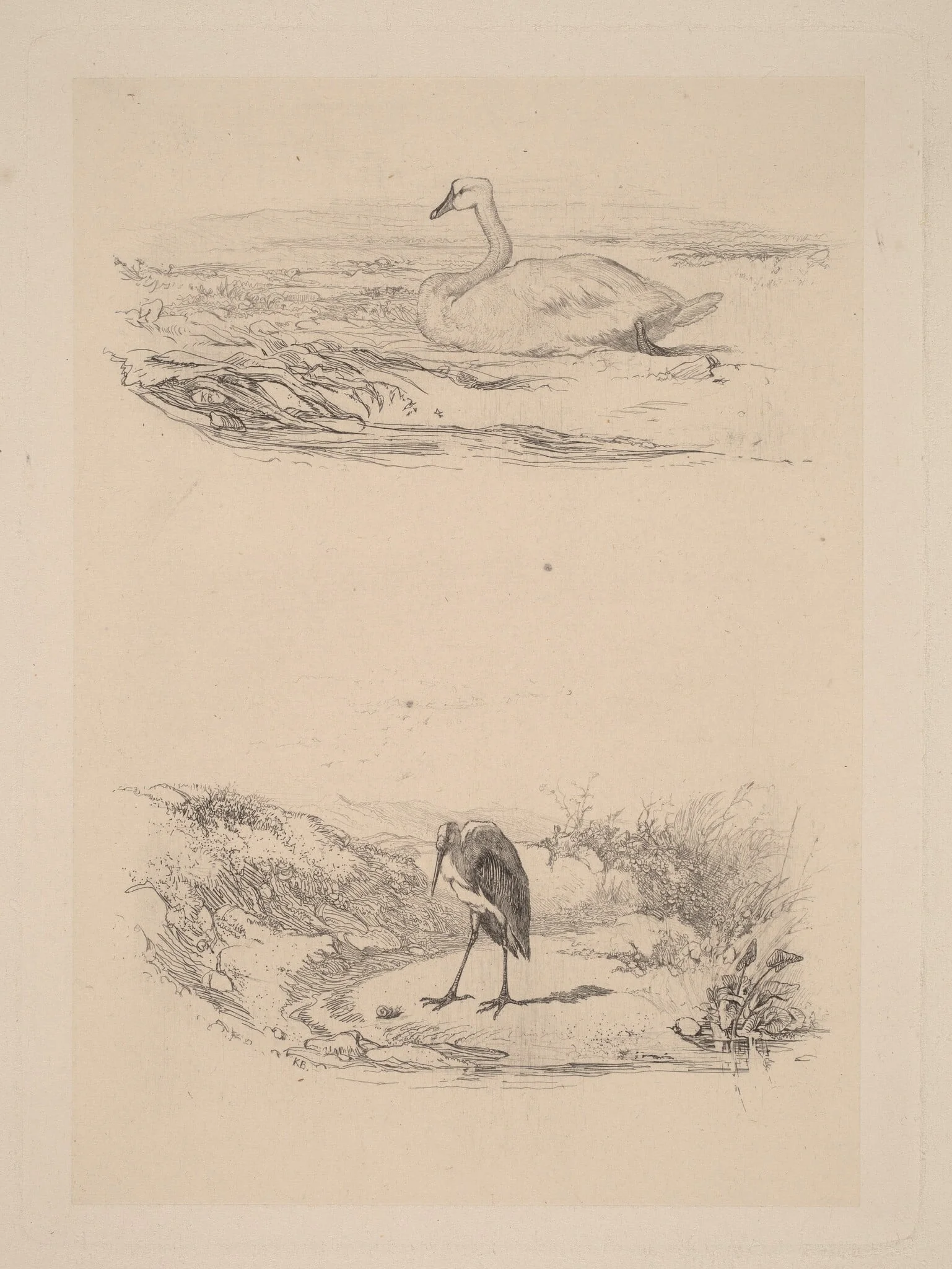 Cygne, heron, by Karl Bodmer, ink, 1851