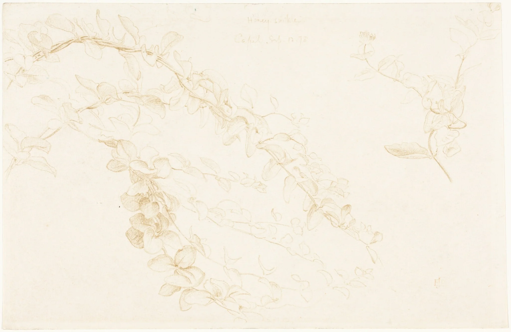 Honeysuckle, by Edward John, Sir Poynter, graphite, 1878