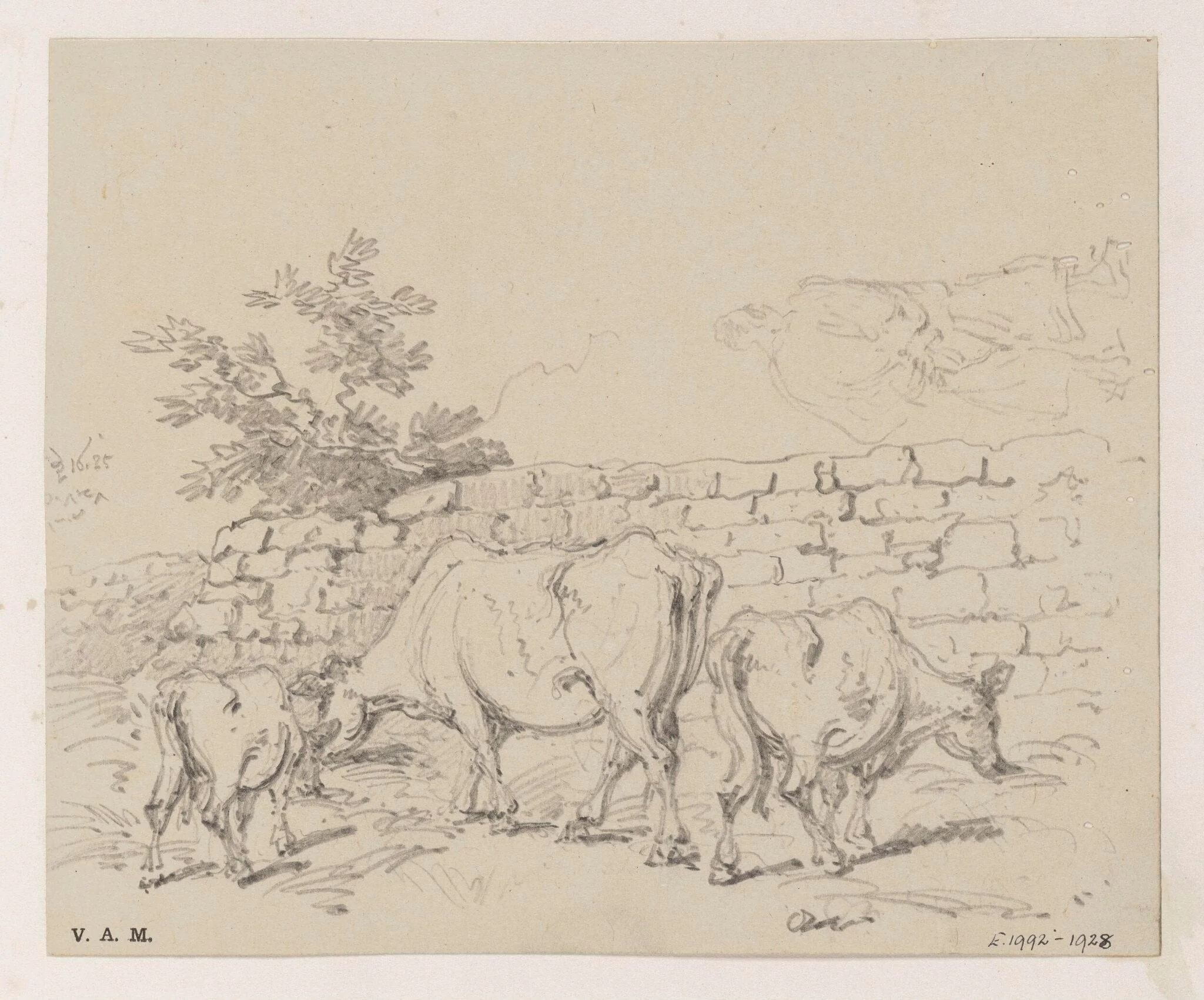 Cattle by a wall