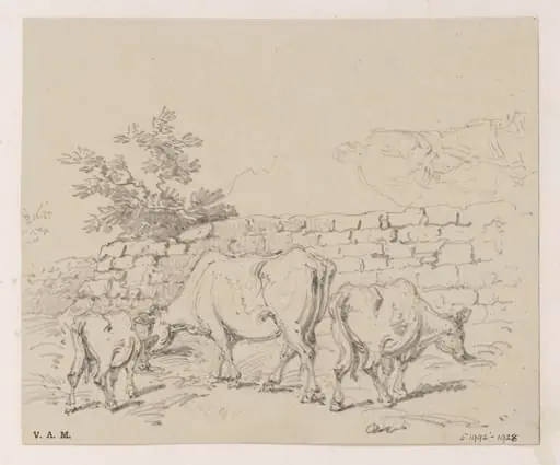 Cattle by a wall