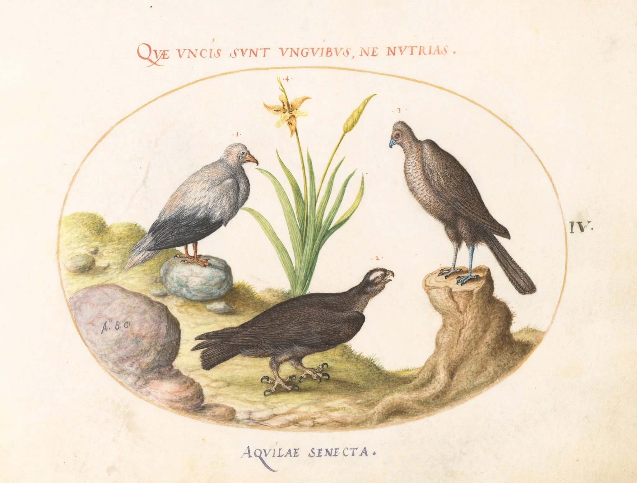 Plate 4: An Egyptian Vulture, a Northern Goshawk(?), and an "Aquila Heteropode" (Short Toed Eagle?), by Joris Hoefnagel, gouache, 1580