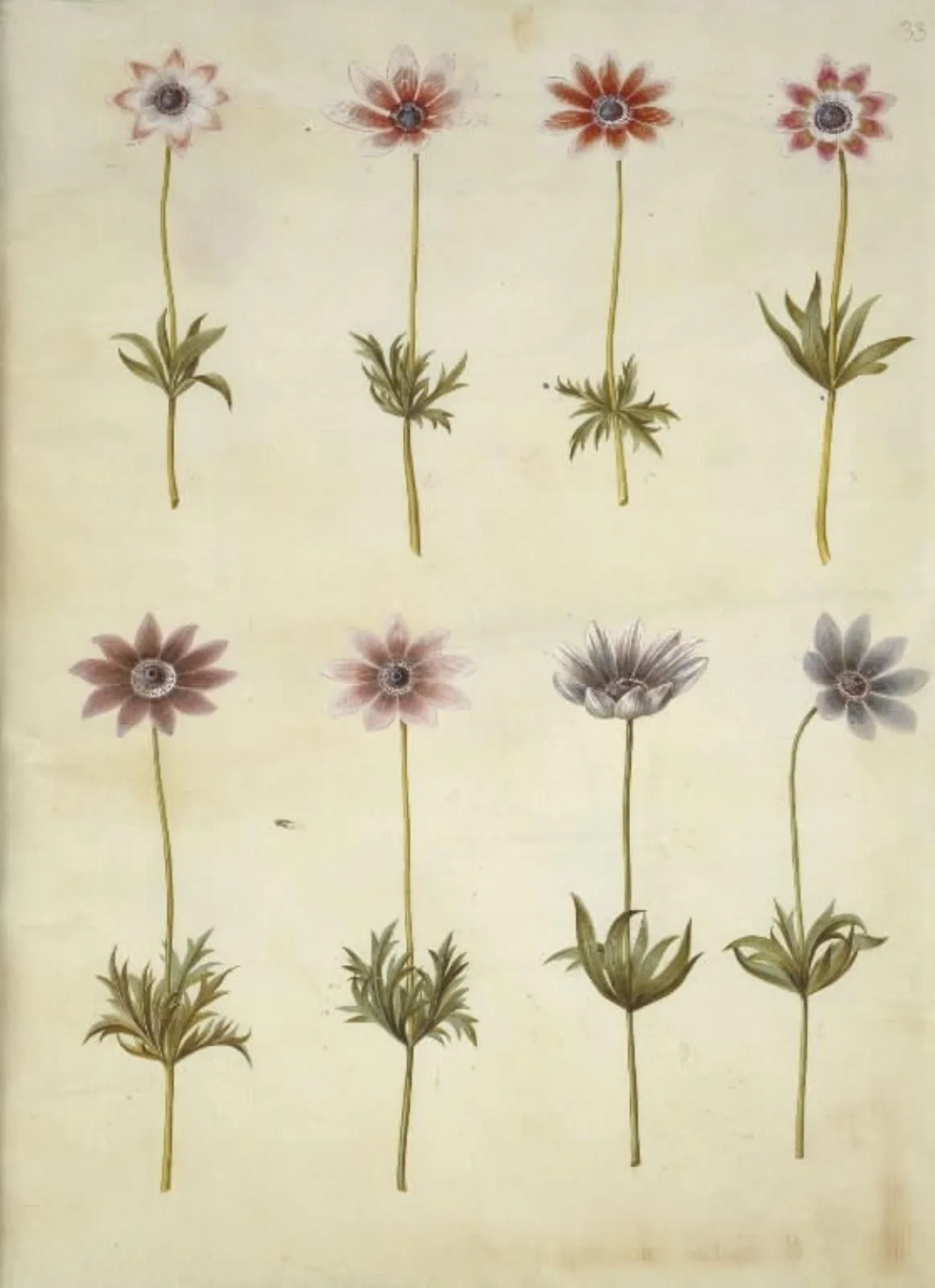 Anemone pavonina (påfugle-anemone), by Unknown, unspecified, 1654