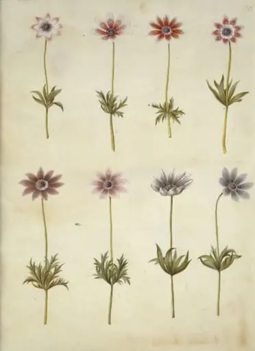 Anemone pavonina (påfugle-anemone)