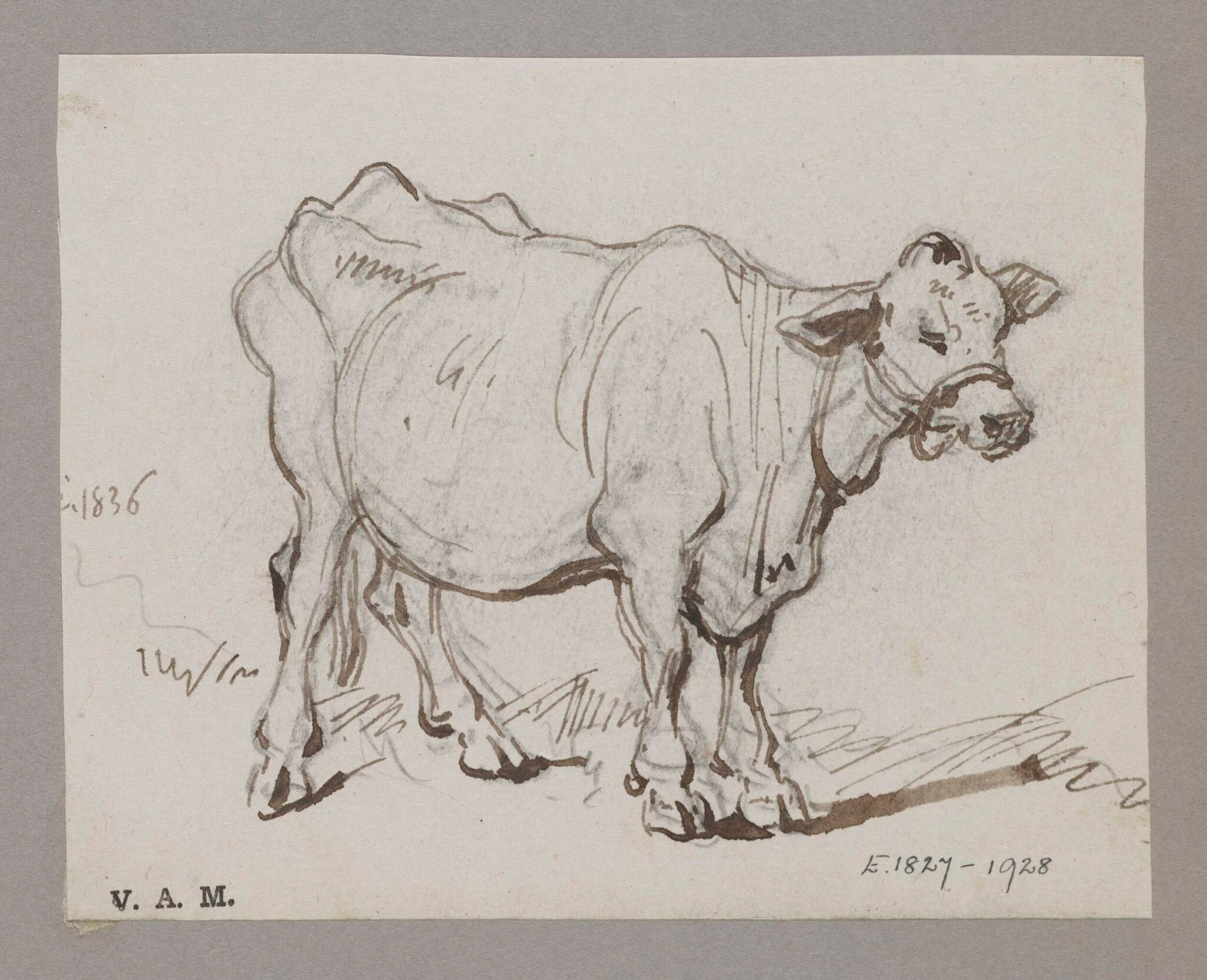 A standing cow, by George Chinnery, 1