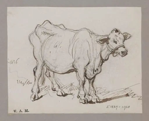 A standing cow