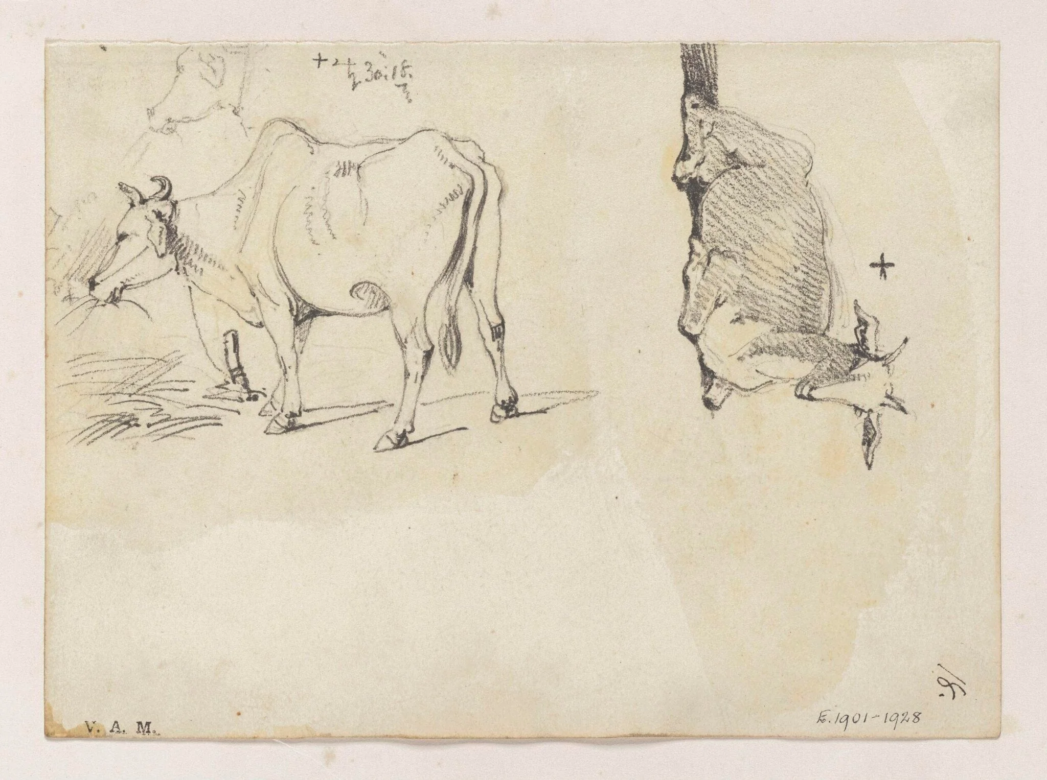 An Indian cow, and a goat, by George Chinnery, 20