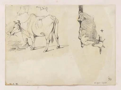 An Indian cow, and a goat