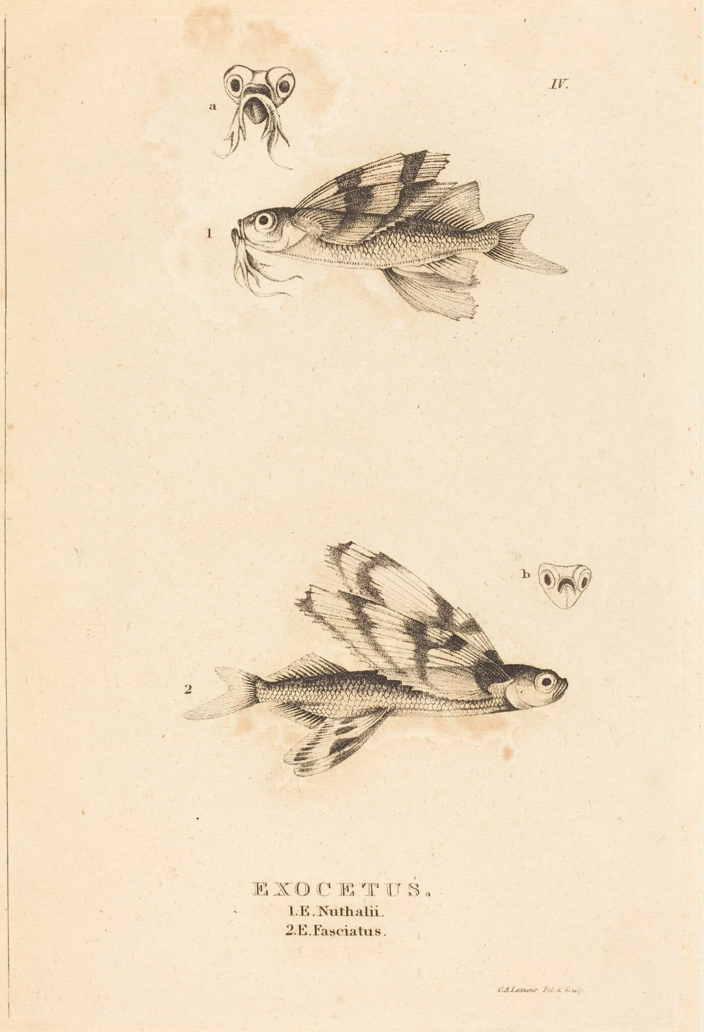 Exocetus, by Charles Alexandre Lesueur, ink, 1819