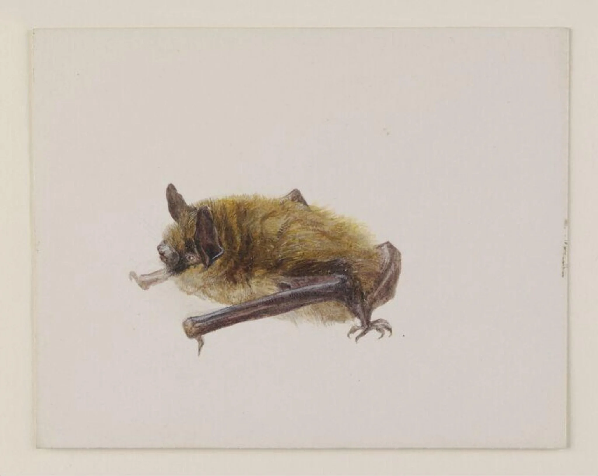 Side view of a bat with wings folded, by Beatrix Potter, watercolor, 1886