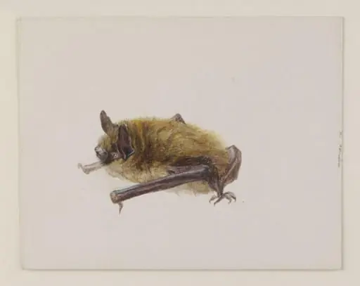 Side view of a bat with wings folded