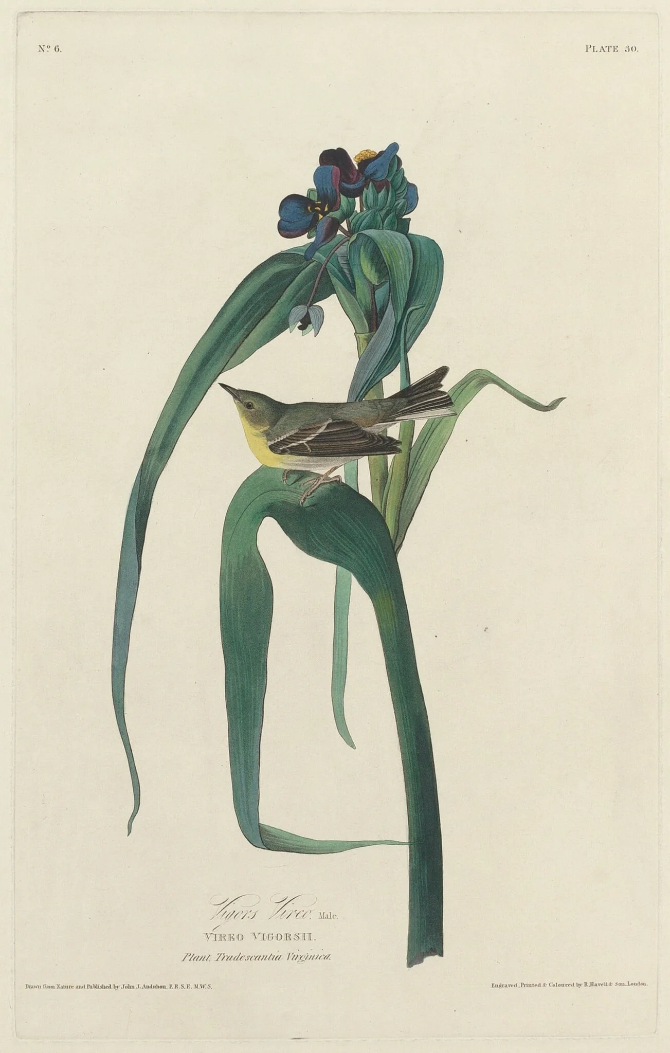 Vigors Vireo