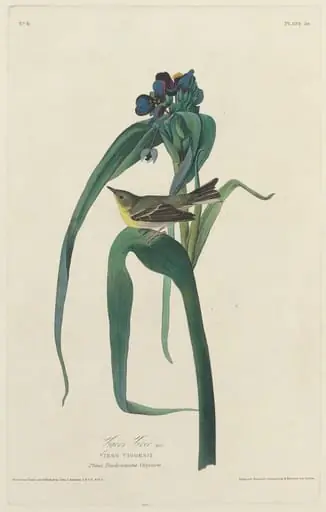 Vigors Vireo