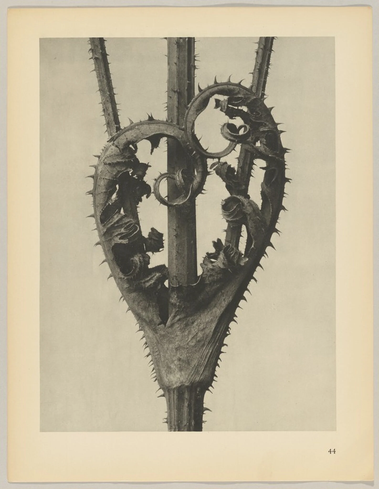 Dipsacus laciniatus