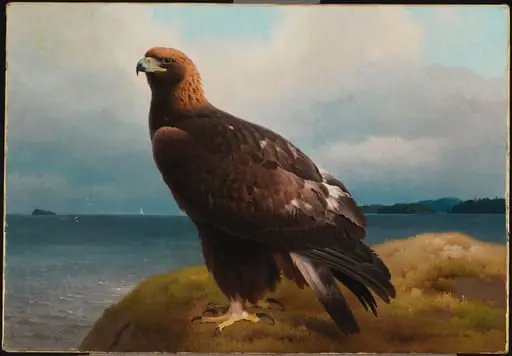 Maakotka