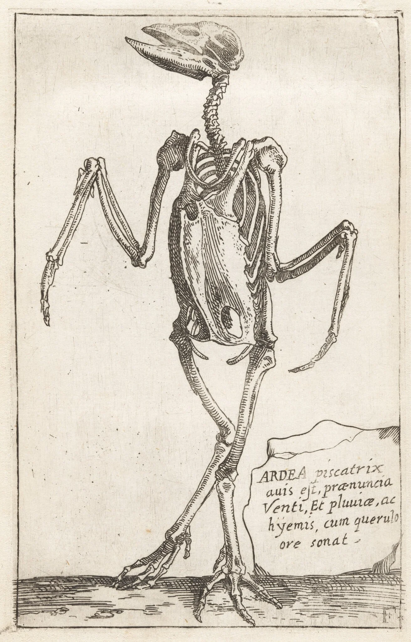 Skeleton of a Heron, by Teodoro Filippo di Liagno, ink, 1620